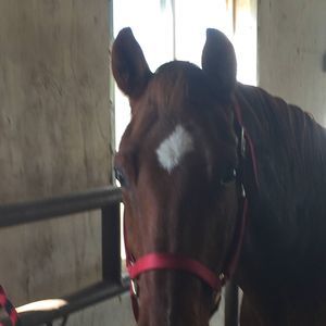 Meet your Posher, Brenda